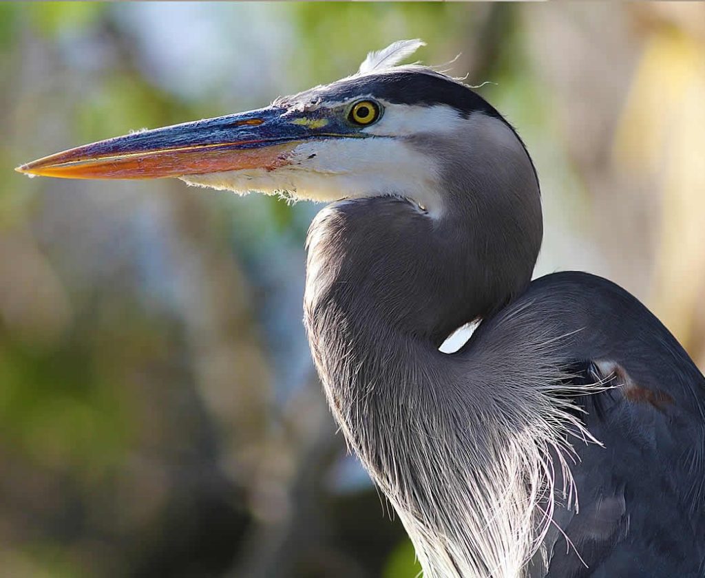 A blue heron with a long beak spotted near Southgate Towers.